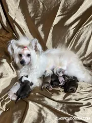 Cachorros Chino Crestado - Reservas