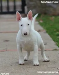 Cachorros Mini Bull Terrier