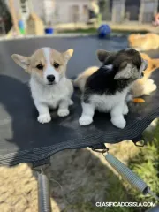 Cachorros Welsh Corgi Pembroke