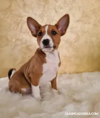 Cachorro basenji 