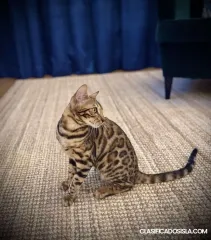 Gatitos Bengalíes en venta