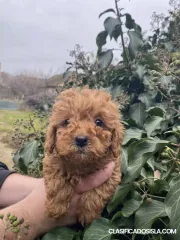 Cachorros De Caniche Toy