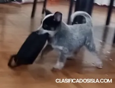 Cachorros Cattle Dog