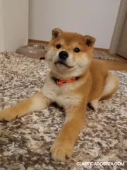 Cachorros Shiba Inu