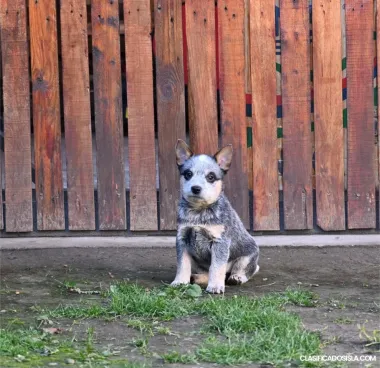 Cachorros de Pastor Ganadero Australiano
