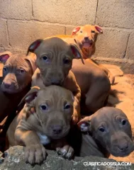 Cachorros American Pit Bull Terrier