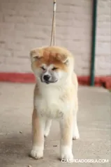 Japonés Akita  Inu 