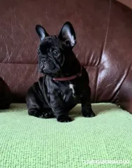 Cachorros de Bulldog Francés