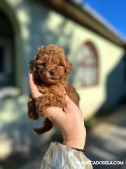 Mini Caniche Toy cachorros en venta