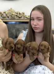 Cachorros Cockapoo en venta