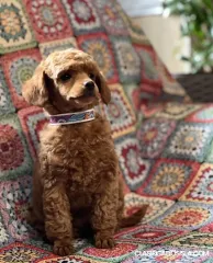 Cachorros Caninche Toy