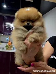 POMERANIA, cachorros de raza pura