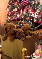 CANICHE ROJO PREMIUM