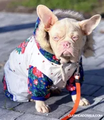 Bulldog Francés Niño Rosa