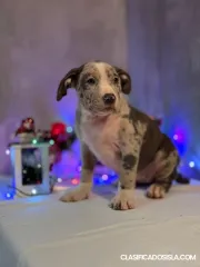 Cachorros de American Bully