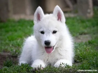 Husky Siberiano – cachorro macho