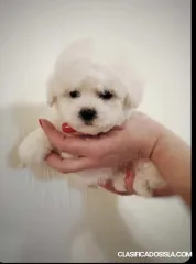 Cachorros Bichon Frise en venta