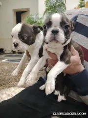 Cachorros de Boston Terrier