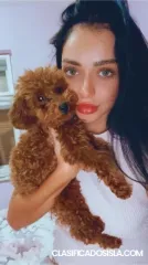 Cachorro Poodle Toy Rojo