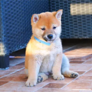 Cachorros Shiba Inu