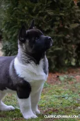 Cachorros de Akita Americano