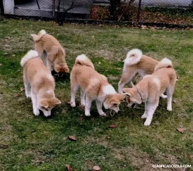 Cachorros de Akita Inu Japonés
