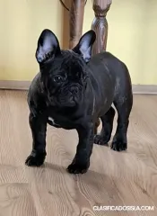 Cachorros de Bulldog Francés en venta