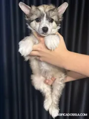 Cachorros de Crestado Chino