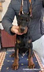 Cachorros de Doberman de diferentes edades
