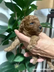 Cachorros de Poodle Miniatura