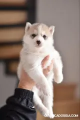 Cachorros Husky Siberiano en venta