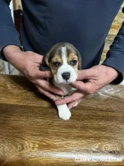 Cachorros de Beagle