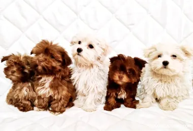 Cachorros de raza Bolonka Zwetna