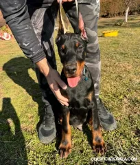 Cachorros de Doberman