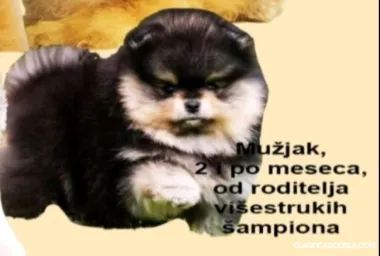 Cachorros de Spitz Pomerania