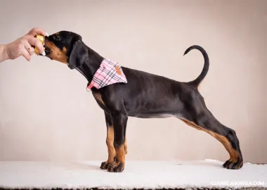 Cachorros de Dóberman