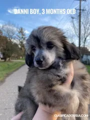 Cachorros de Crestado Chino