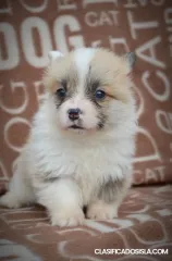 Welsh Corgi Pembroke - Hermosos Cachorros