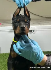 Cachorros de Doberman
