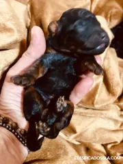 Cachorros de Caniche Toy Negro y Fuego, Chocolate y Fuego