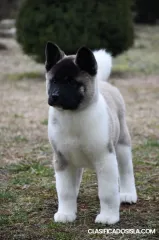 Cachorros de Akita Americano