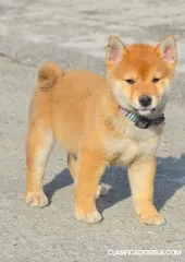 Cachorros de Shiba Inu