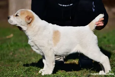 Cachorros de Pastor de Asia Central en venta