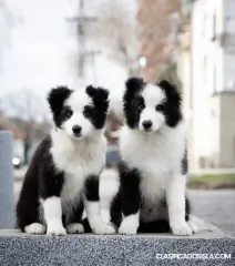Cachorros Border Collie
