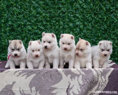 Cachorros de Husky Siberiano