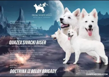 Cachorros de Pastor Blanco Suizo