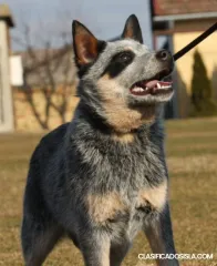 Cachorros de Australian Cattle Dog
