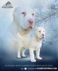 Cachorro de Pastor de Asia Central ALBINO