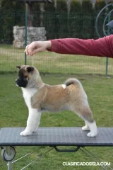 American Akita