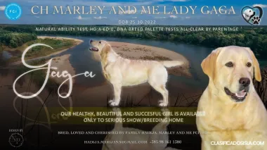 Hembra de Labrador Retriever en venta